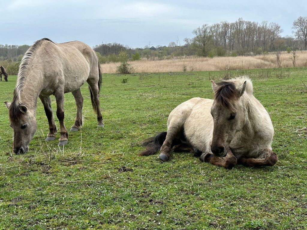 Tierische Begegnung auf dem Löwenzahnpfad