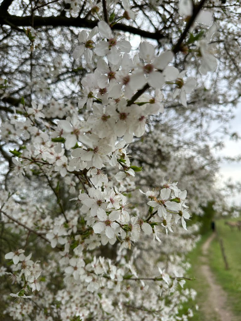 Frühlings Kirschblüten Teglerfliess